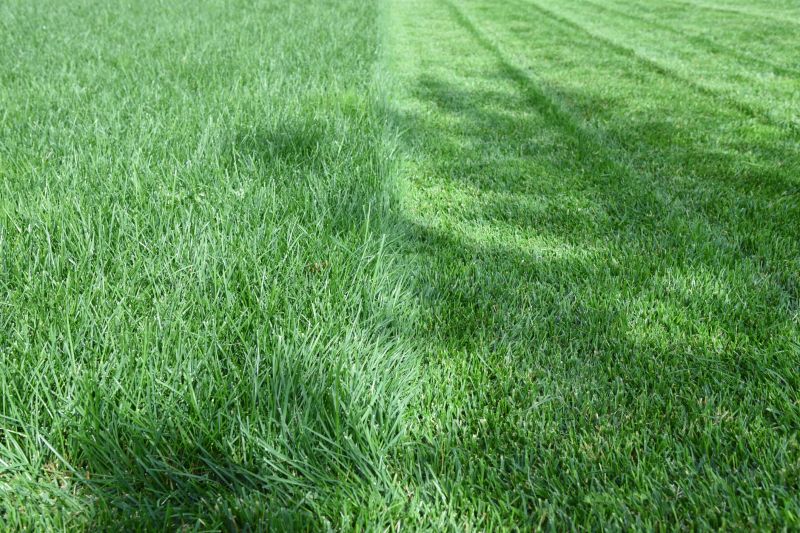 Healthy Lawn After Mowing