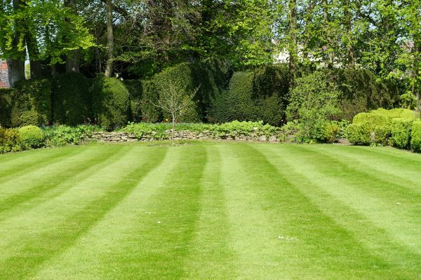 Cost of Grass Care Service in Buford